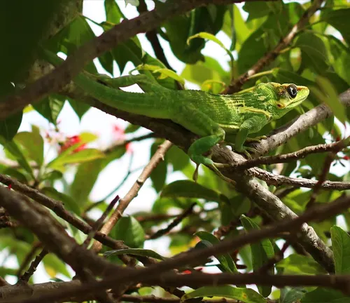 A Knight Anole Lizard, a green lizard, perched on a branch in the trees.