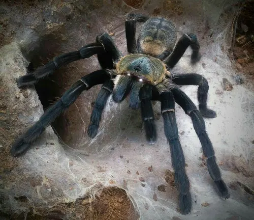 A Chinese Giant Earth Tiger Tarantula, a large spider, sits in a hole, showcasing its hunting and feeding habits.
