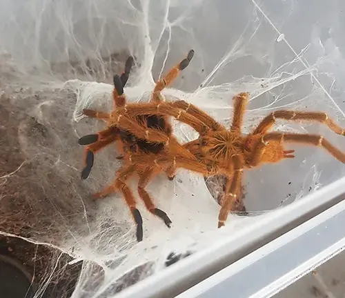 Two Orange Baboon Tarantulas in container with spider webs, displaying mating behavior.