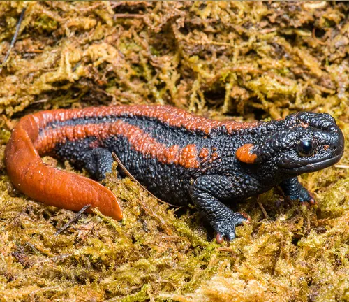 A Taliang Knobby Newt with a black and orange body on mossy ground.