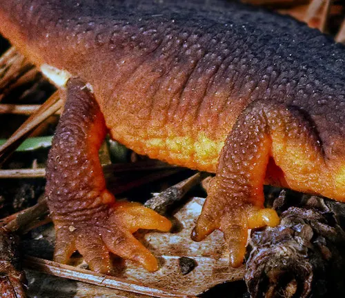 Detailed view of a California Newt's textured skin and feet amid leaf litter.






