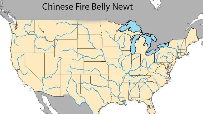 A map of the United States with the title 'Chinese Fire Belly Newt' showing no specific distribution range.





