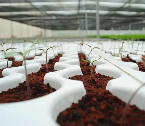 Seedlings growing in a hydroponic farming system