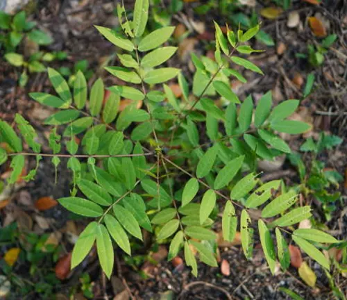 Young plant with compound leaves sprouting in a forest bed with dark soil.