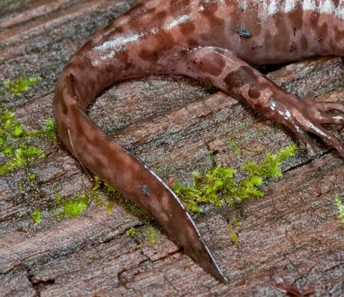 Detail of a Coastal Giant Salamander's tail and hind limbs on a mossy wooden plank.






