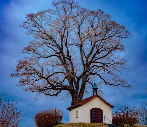 Bare, majestic tree standing tall behind a small chapel under a twilight sky