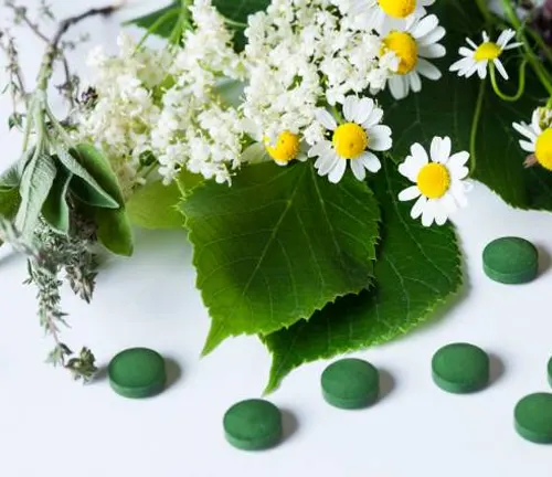 Herbal composition with elderflower, chamomile, fresh green leaves, and herbal pills on white