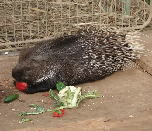A porcupine enjoying a meal of vegetables on the ground. 