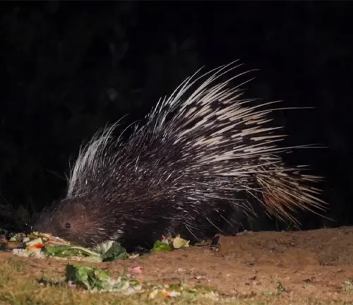 A Malayan Porcupine, a nocturnal creature, with sharp quills covering its body, forages for food in the darkness.