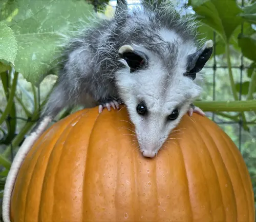 A Virginia Opossum perched on a pumpkin, showcasing its omnivorous diet.