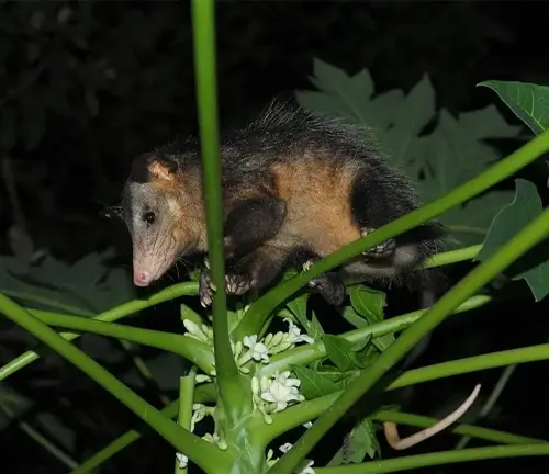 "Common Opossum feeding on fruits and insects in the wild, showcasing its omnivorous diet."