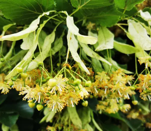 Close-up of Tilia platyphyllos flowers and bracts, showcasing yellowish flowers and leafy bracts