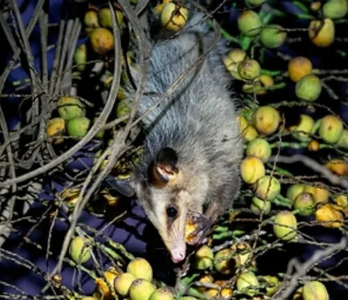 Black-eared Opossum eating fruits, insects, and small vertebrates.