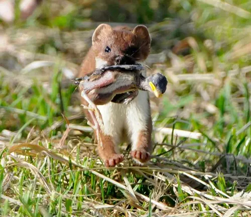 Stoat with a diet of small mammals, birds, insects, and eggs.