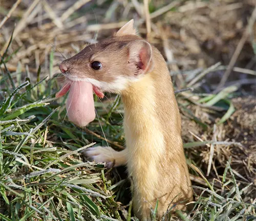A Long-tailed Weasel sticking out its tongue while in the grass, showcasing its hunting habits.