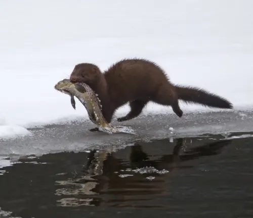 An American Mink carrying a fish in its mouth.