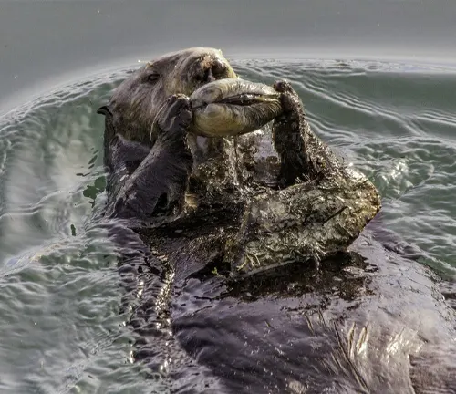 A sea otter using a tool to hold a fish in its mouth.