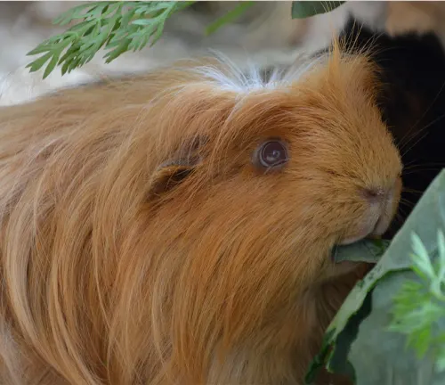Abyssinian guinea pig enjoying a garden snack, munching on leaves. A delightful sight of nature and a healthy diet for this adorable pet.