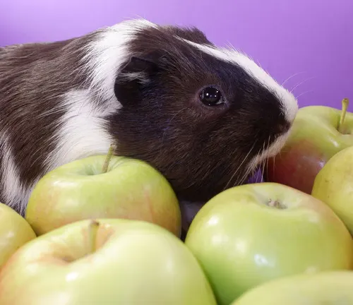 A guinea pig enjoying apples from the "American Guinea Pig" Fruits collection.
