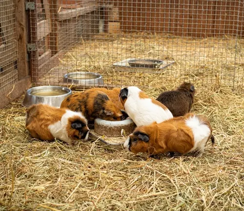 Guinea pigs eating hay in their pen at "Coronet Guinea Pig" Housing.
