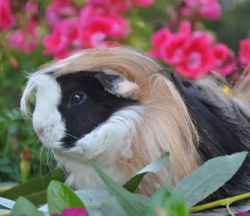  Long-haired Peruvian Guinea Pig sitting in grass, fluffy coat, small ears, cute face, domestic pet, needs regular grooming.
