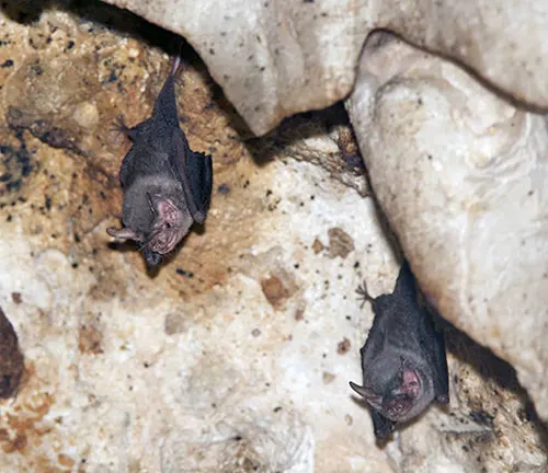 Two Kitti's Hog-nosed bats hanging from the cave wall.