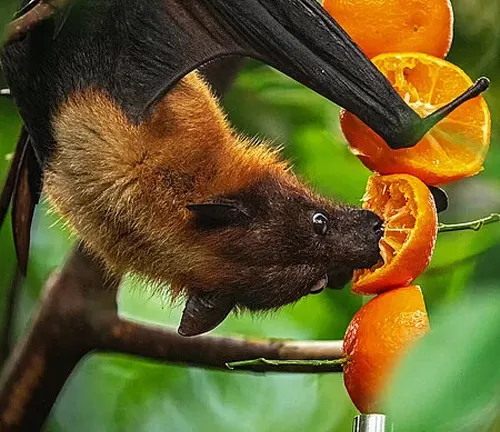 A bat, known as the "Flying Fox," munches on an orange while perched on a branch.