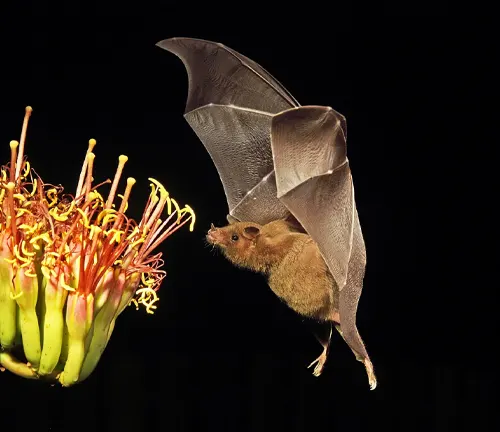 A Big Brown Bat gracefully soars over a flower, showcasing its spread wings while foraging for food.