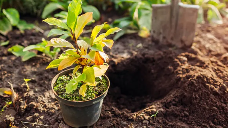 A young magnolia sapling in a nursery pot, with its glossy green leaves tinged with yellow, is ready to be planted into a prepared hole in fertile garden soil, with a shovel in the background.