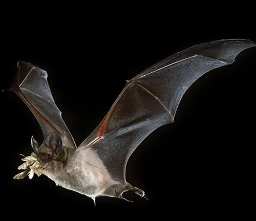 Mexican Free-tailed Bat flying with wings spread out, showcasing its feeding habits.