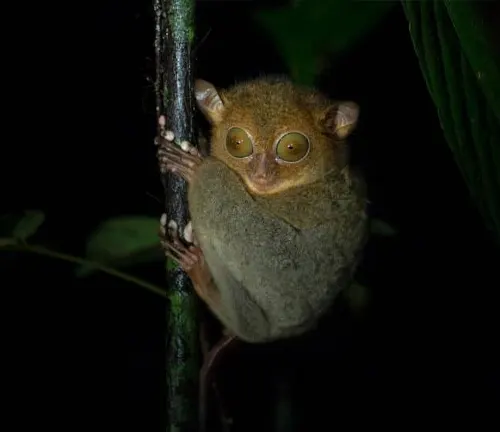 A Philippine Tarsier, known for its nocturnal habits, spotted in the rainforest at night.