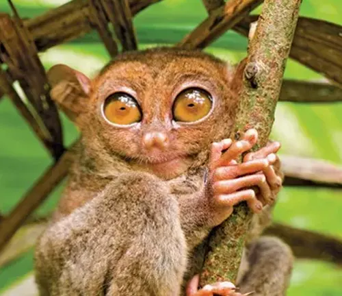 A Western Tarsier monkey perched on a branch, showcasing its unique facial features.