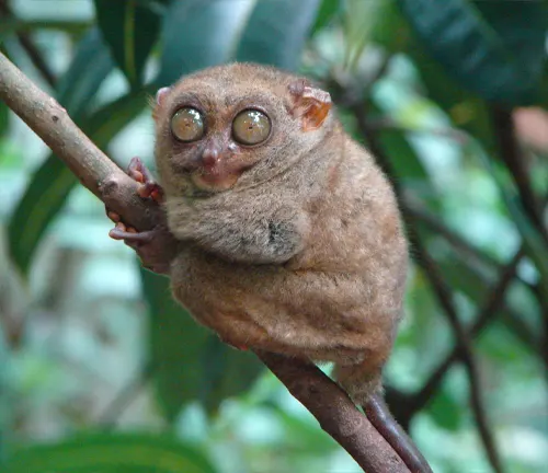 A tarsier monkey perched on a branch, showcasing the behavioral traits of "Eastern Tarsiers".