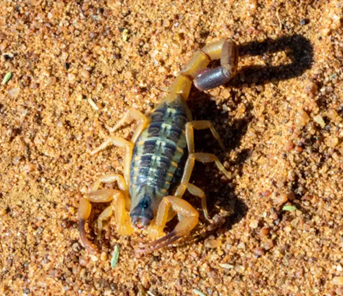 A scorpion on desert ground, known as the Arizona Bark Scorpion, showcasing its prey and hunting techniques.