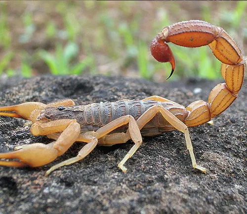 A fat-tailed scorpion with venomous tail, resting on a rock.