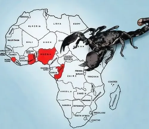 A scorpion on the map of Africa, representing the distribution of the Emperor Scorpion.