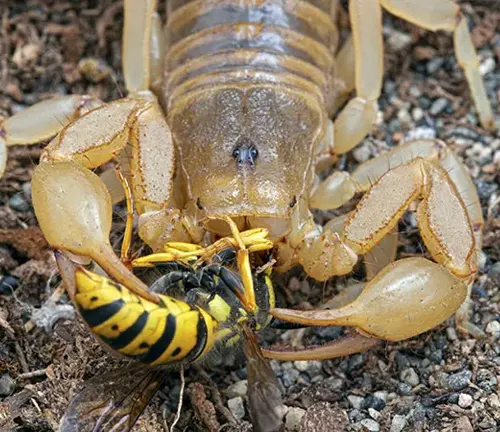 A scorpion with yellow and black stripes on its back. Image titled "Giant Hairy Scorpion" showcasing behavior and diet.