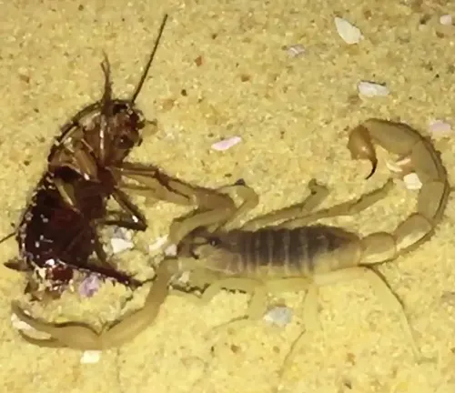  A scorpion and bug on the ground, "Indian Red Scorpion" Diet.