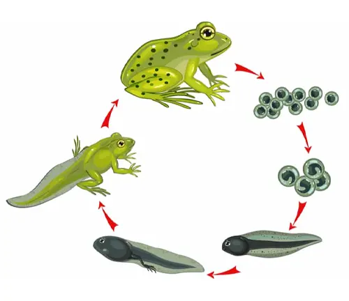Life cycle of frog: "Tree Frogs" metamorphosis from tadpoles to adult frogs, showing stages of growth and development.