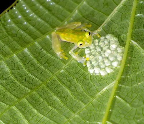 A frog with a white spot on its back sitting on a leaf. Image related to "Glass Frogs" Reproductive Habits.