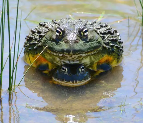 A frog with its head submerged in water, showcasing the breeding habits of "BullFrogs".