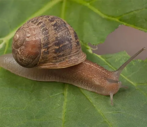 A snail slowly crawls on a leaf. This image represents the diet and feeding habits of the "Brown-lipped Snail".