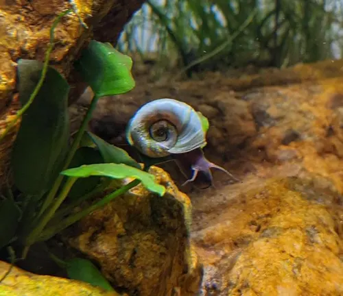 A "Ramshorn Snail" slowly crawls on rocks in an aquarium, consuming algae.