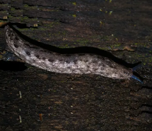 A leopard slug crawls on a piece of wood.