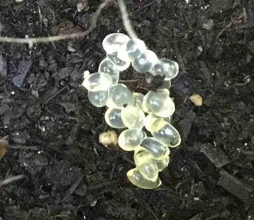 A cluster of grapes with yellow balls scattered on the ground, "Greenhouse Slug" Egg Stage.