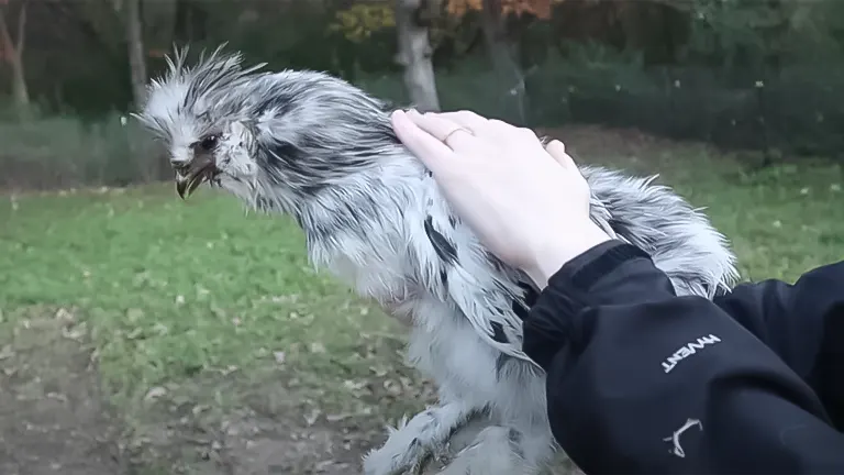 Person petting a fluffy, speckled chicken outdoors