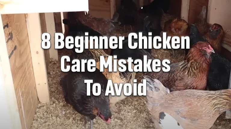 8 Beginner Chicken Care Mistakes To Avoid