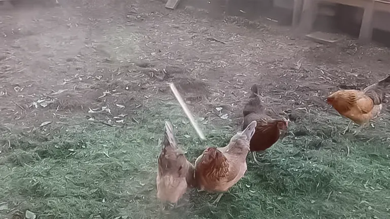 Chickens foraging in a pen with a coop in the background, possibly illustrating proper space management to avoid overcrowding