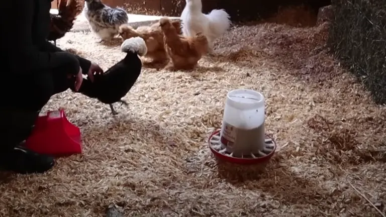 Person interacting with chickens near a feeder in a well-bedded coop, indicative of proper feeding and environment setup