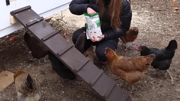 A person holding a bag of feed with chickens around on a farm